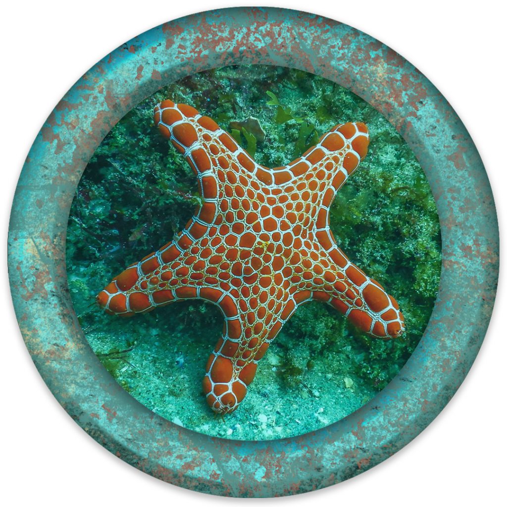 Starfish sponsorship medallion for the 2026 Mad Hatter Ball featuring a sea star framed by a verdigris bronze porthole.